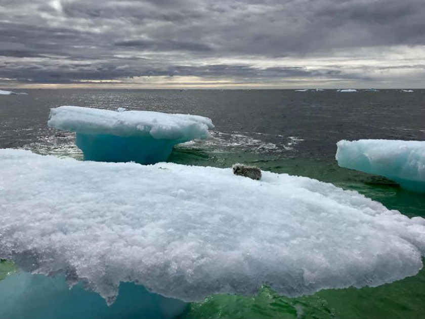 Αλεπού παγιδεύτηκε σε ένα κομμάτι πάγου στην μέση του ωκεανού