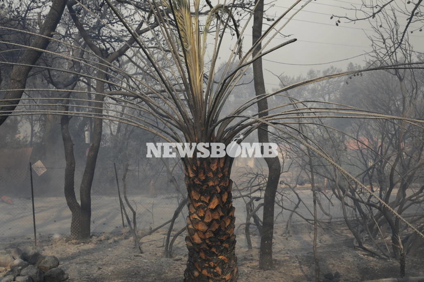Φωτιά Κινέτα: Εικόνες - ΣΟΚ από την καταστροφική πυρκαγιά - Δείτε τι άφησε πίσω της η φωτιά 