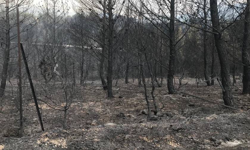 Φωτιά Αττική: Ερευνούν αν υπάρχουν αγνοούμενοι στρατιωτικοί στις φονικές πυρκαγιές