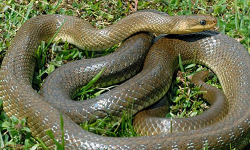 Ναύπακτος: Φίδι μήκους 1,5 μέτρου μπήκε μέσα σε μηχανή αυτοκινήτου