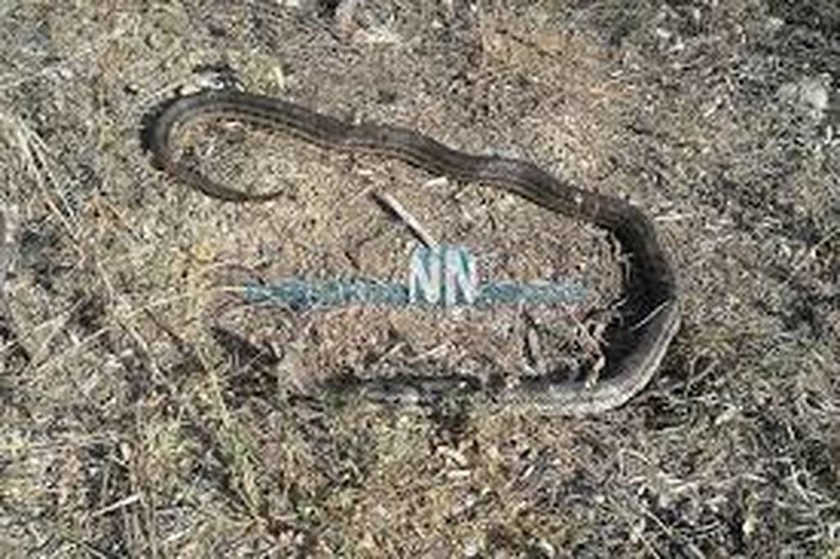  Ναύπακτος: Φίδι μήκους 1,5 μέτρου μπήκε μέσα σε μηχανή αυτοκινήτου