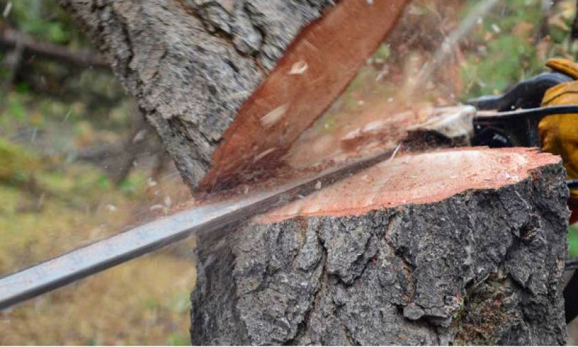 Τραγωδία στην Πέλλα: Νεκρός 57χρονος υλοτόμος – Έπεσε δέντρο και τον σκότωσε