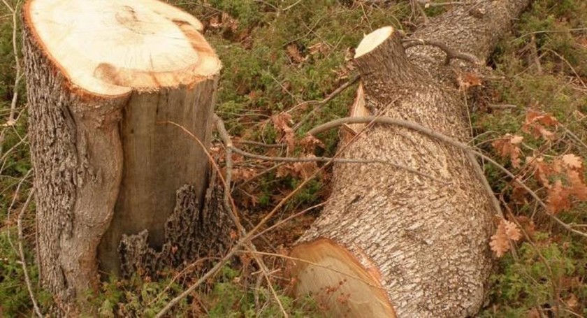 Τραγωδία στην Πέλλα: Νεκρός 57χρονος υλοτόμος – Έπεσε δέντρο και τον σκότωσε 