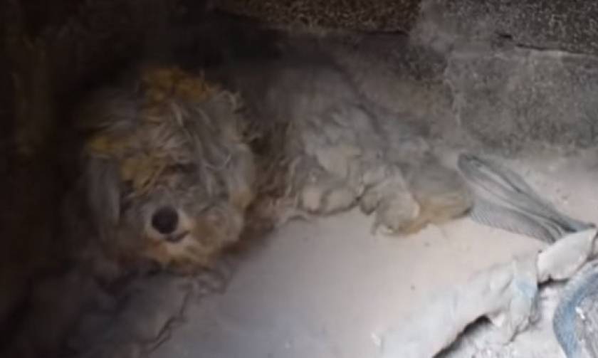 Ελπίδα στα αποκαΐδια: Βρήκαν σκύλο ζωντανό μέσα σε φούρνο καμένου σπιτιού στο Μάτι (vid)