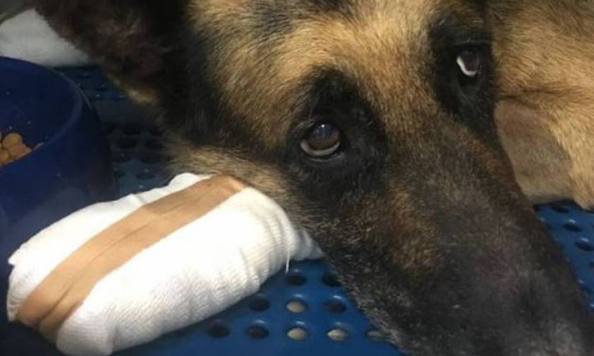 Φωτιά Μάτι: Ιδιοκτήτης σκύλου δεν τον θέλει πίσω γιατί κάηκαν οι πατούσες του
