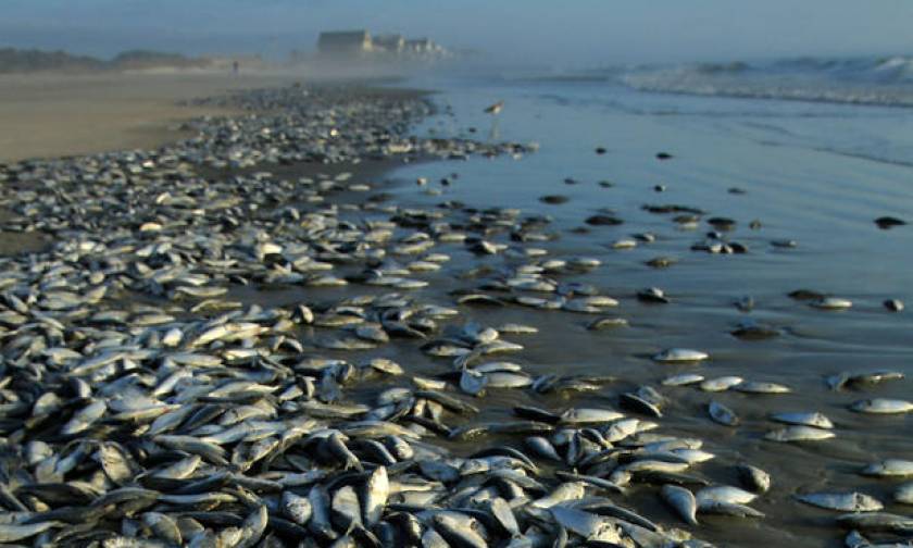 Απόκοσμο: Χιλιάδες νεκρά ψάρια ξεβράστηκαν σε παραλία (video)