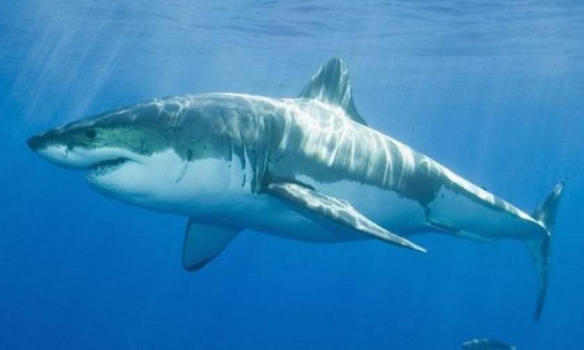 Τρόμος στην Αίγυπτο: Καρχαρίας κατασπάραξε τουρίστα!