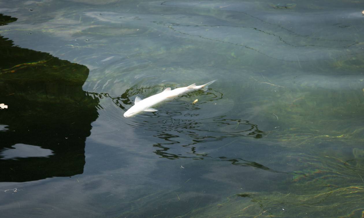 Εικόνες Αποκάλυψης στην Ελβετία: Τα ψάρια του ποταμού Ρήνου «έβρασαν» από τον καύσωνα (Pics)