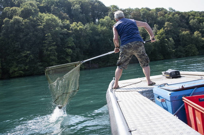 Εικόνες αποκάλυψης στην Ελβετία: Ένας τόνος ψάρια έβρασαν από τον καύσωνα στον ποταμό Ρήνο 