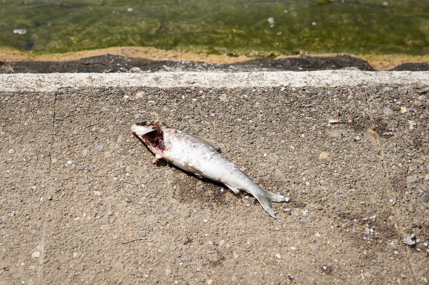 Εικόνες αποκάλυψης στην Ελβετία: Ένας τόνος ψάρια έβρασαν από τον καύσωνα στον ποταμό Ρήνο 