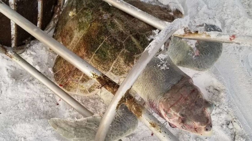Εικόνες φρίκης: Μία από τις πιο σπάνιες χελώνες του πλανήτη σκοτώθηκε από… σκαμπό!
