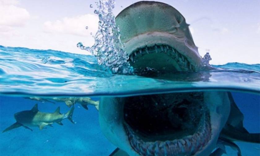 Ψαράδες έπιασαν καρχαρία – «τέρας» στην Κεφαλονιά – Δείτε τη φωτογραφία που σοκάρει
