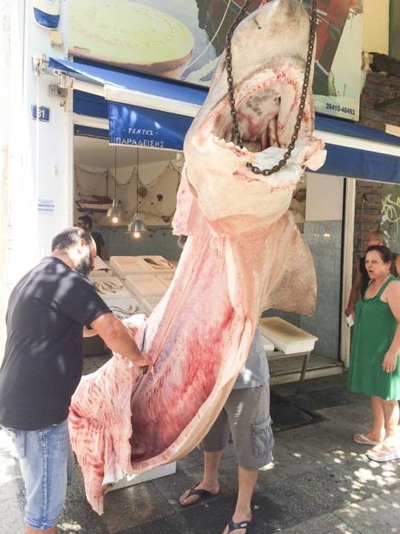 Ψαράδες έπιασαν καρχαρία – «τέρας» στην Κεφαλονιά – Δείτε τη φωτογραφία που σοκάρει