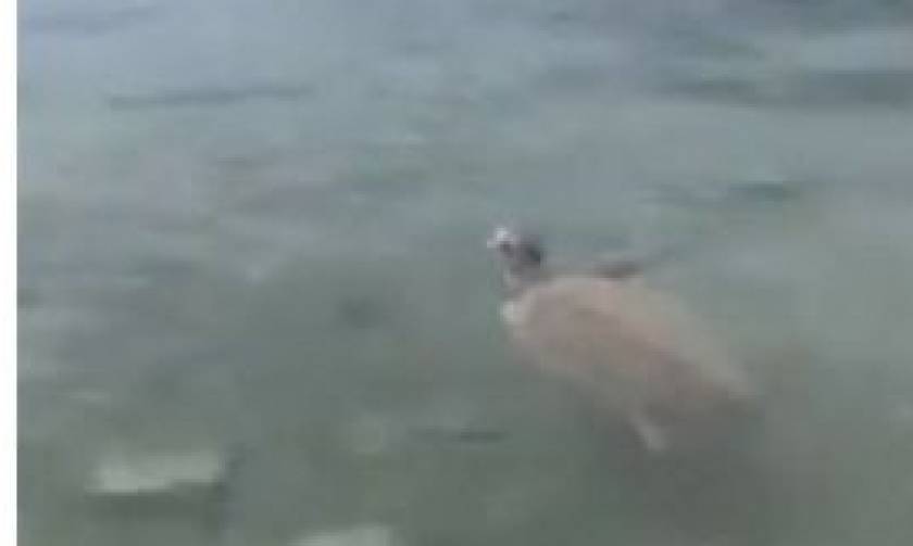 Πανικός στο Πόρτο Ράφτη  με θαλάσσια χελώνα - Δάγκωσε λουόμενους