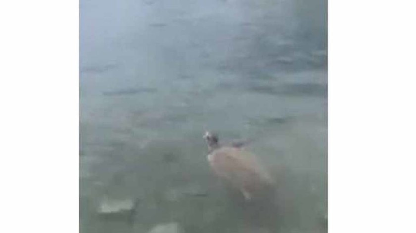 Θαλάσσια χελώνα στο Πόρτο Ράφτη - Δάγκωσε λουόμενους 