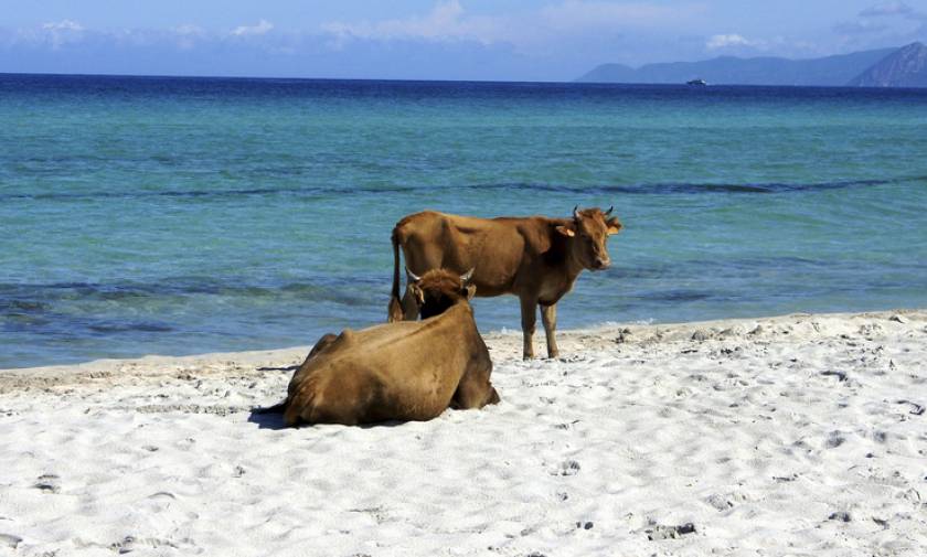 Σουηδία: Και οι αγελάδες θα δροσίζονται στις παραλίες τις ημέρες καύσωνα