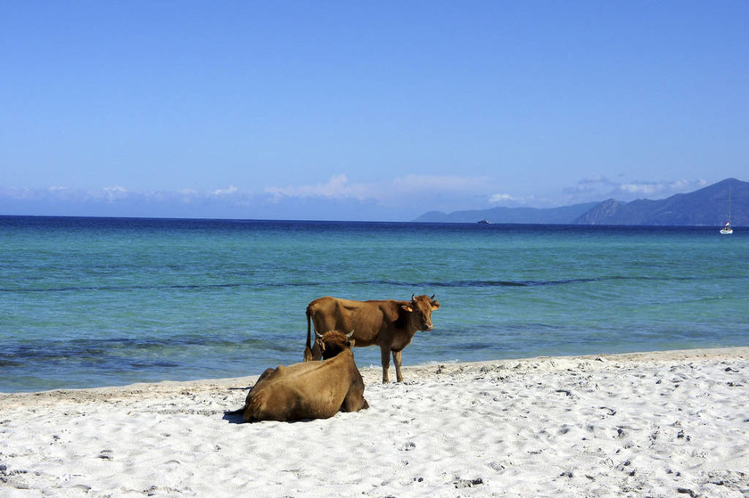 Σουηδία: Και οι αγελάδες θα δροσίζονται στις παραλίες τις ημέρες καύσωνα 