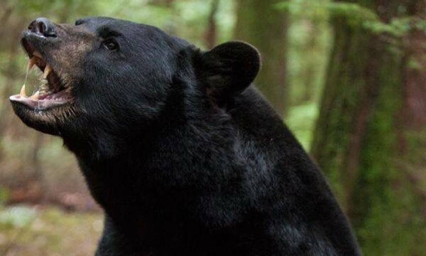 Μαύρη αρκούδα προσπαθεί να «πιάσει» φίλο έναν άνδρα που ατάραχος κάθεται στη βεράντα του (vid)