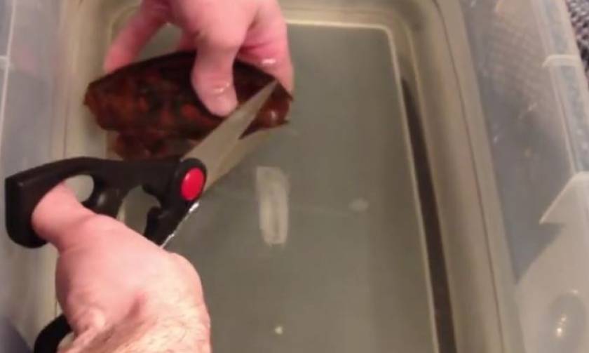 Βίντεο σοκ: Έβγαλε καρχαρία μέσα από αυγό!