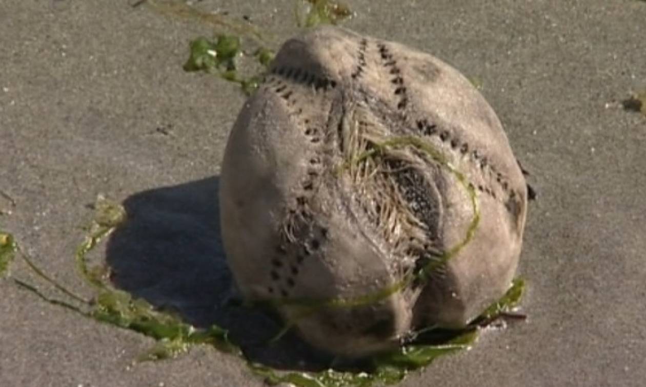Mυστηριώδη θαλάσσια πλάσματα  στην παραλία της Κορνουάλης