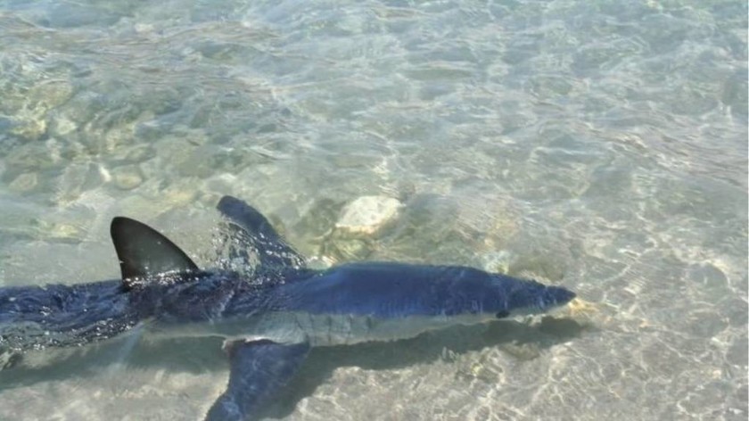 Τρόμος στην Κρήτη: Κολυμπούσαν στα ρηχά και τους πλησίασε ένας... καρχαρίας! (vid+pis)