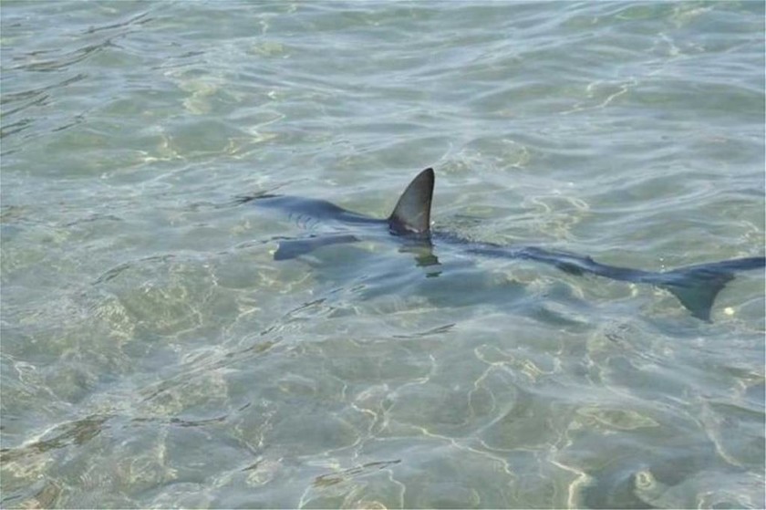 Τρόμος στην Κρήτη: Κολυμπούσαν στα ρηχά και τους πλησίασε ένας... καρχαρίας! (vid+pis)