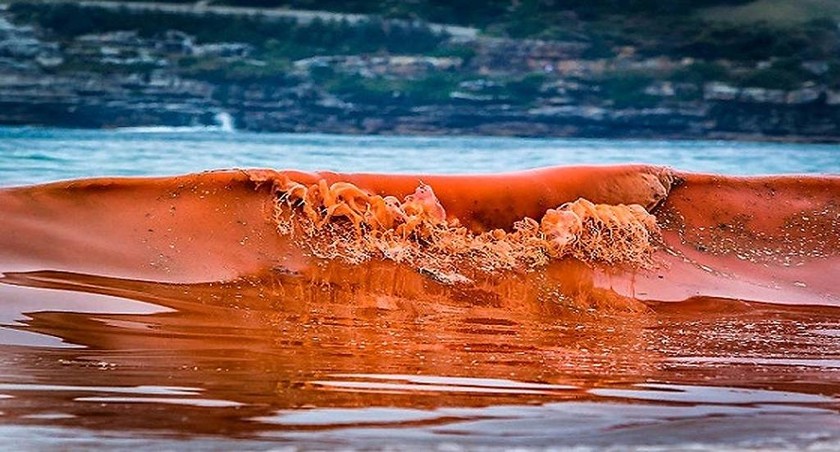 Εφιαλτικές εικόνες: Η «κόκκινη παλίρροια» σκοτώνει τα πάντα στο πέρασμά της (Vid)