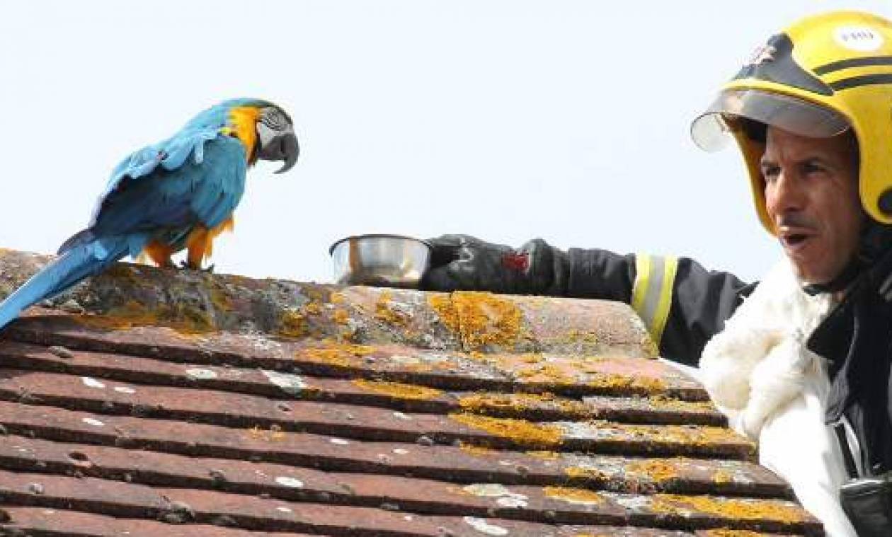 Αθυρόστομος παπαγάλος που μιλά ελληνικά, έβρισε τους πυροσβέστες που προσπάθησαν να τον σώσουν