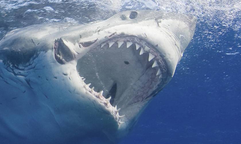 Ο «δολοφόνος» των ωκεανών σκορπά τον τρόμο και στο Αιγαίο: Ψαράδες έπιασαν λευκό καρχαρία!
