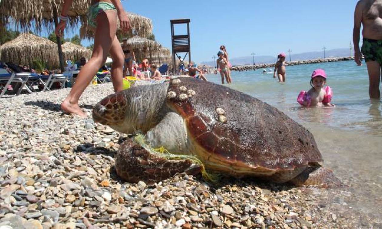 Nεκρή χελώνα Καρέτα - Καρέτα εντοπίστηκε στη Μάνη