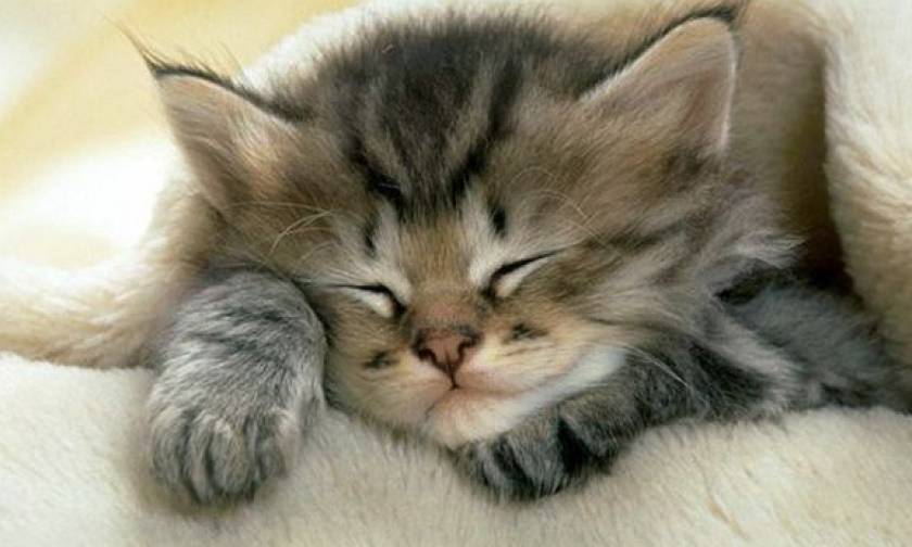 Χαριτωμένο γατάκι δεν μπορεί να αποφασίσει αν θέλει να κοιμηθεί ή να παίξει (vid)