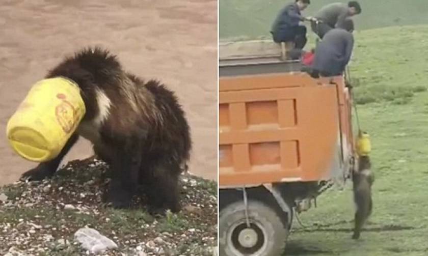 Χωρικοί έσωσαν αρκούδα που της σφίνωσε κάδος στο κεφάλι - Η απίστευτη αντίδρασή της (vid)