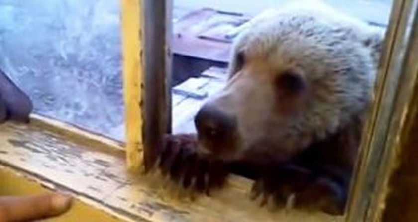 Πεινασμένη αρκούδα μπαίνει στο παράθυρο αποθήκης  - Δεν φαντάζεστε πώς αντέδρασε εργάτης (vid)