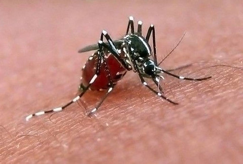 Ο ιός του Δυτικού Νείλου και η μετάδοσή του από τα κουνούπια στον άνθρωπο