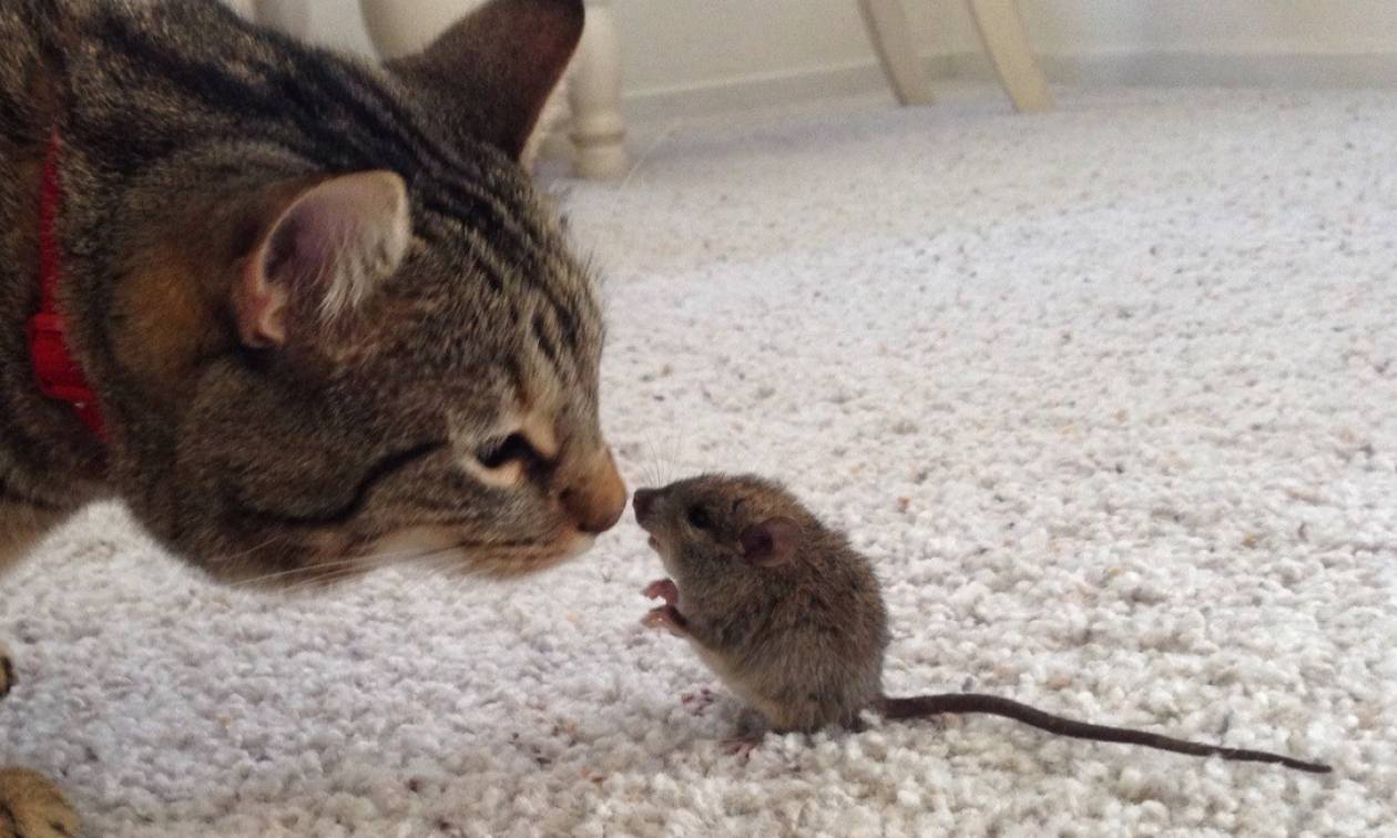 Κι όμως συνέβη: Γάτα παίζει με ένα ποντικάκι (vid)