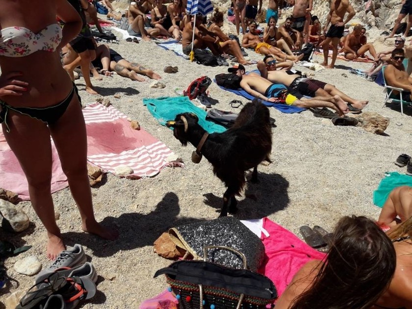 Κρήτη: Δεν πίστευαν στα μάτια τους με αυτό που τους πλησίασε σε διάσημη παραλία (vids+pics)