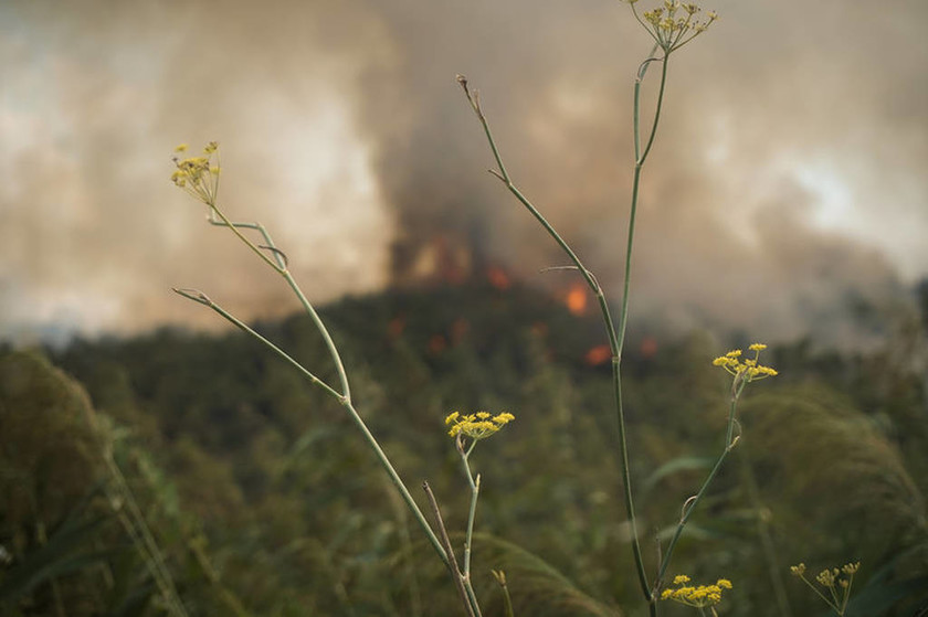 Δύο πυρκαγιές καίνε την Ηλεία: Νέα εστία φωτιάς απειλεί τα χωριά Ανάληψη και Γεράκι