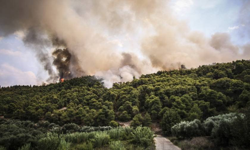 Φωτιά στην Αμαλιάδα: Σε χαράδρα δίνουν οι Πυροσβέστες τη μάχη με τις φλόγες (pics)