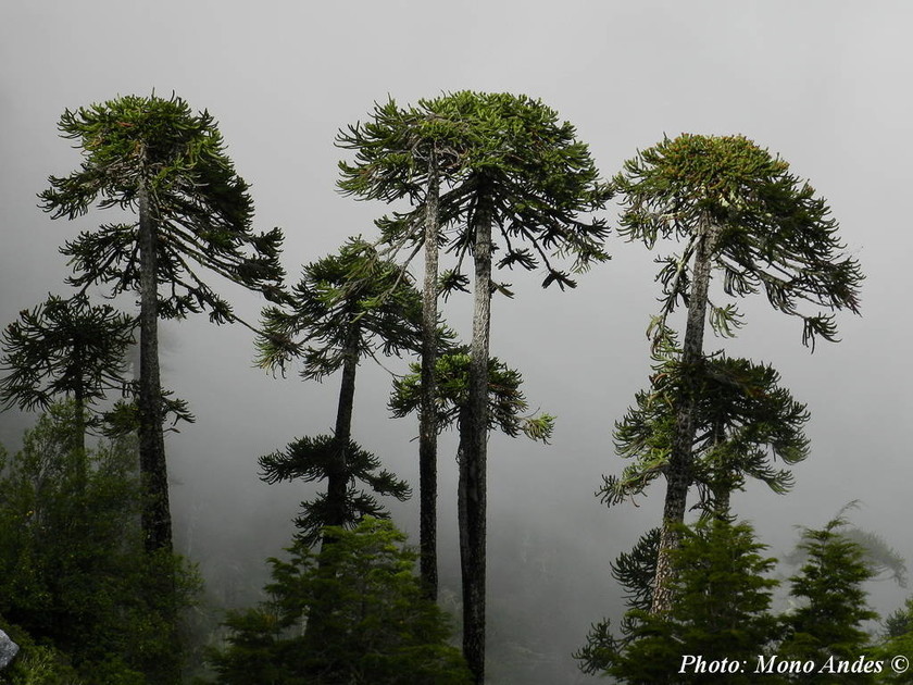 Αροκάρια: Το δέντρο που κινδυνεύει να εξαφανιστεί από τον πλανήτη (Pics)