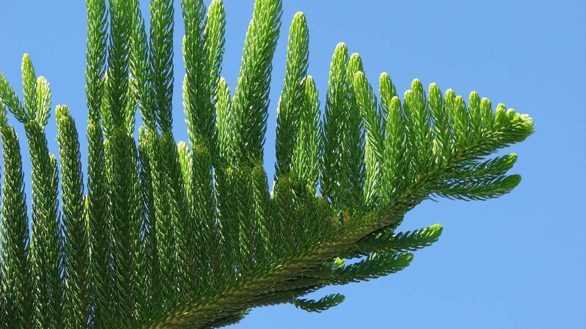 Αροκάρια: Το δέντρο που κινδυνεύει να εξαφανιστεί από τον πλανήτη (Pics)