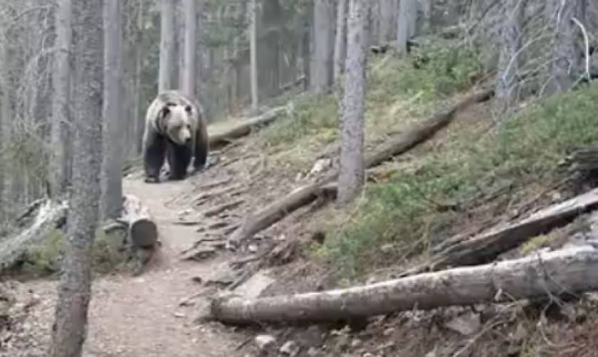 Δείτε την αντίδραση πεζοπόρων στον Καναδά  όταν συναντησαν αρκούδα στο δάσος (vid)