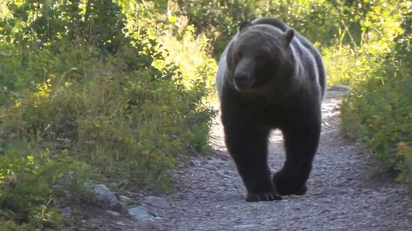 Δείτε την αντίδραση πεζοπόρων στον Καναδά  όταν συναντησαν αρκούδα στο δάσος (vid)