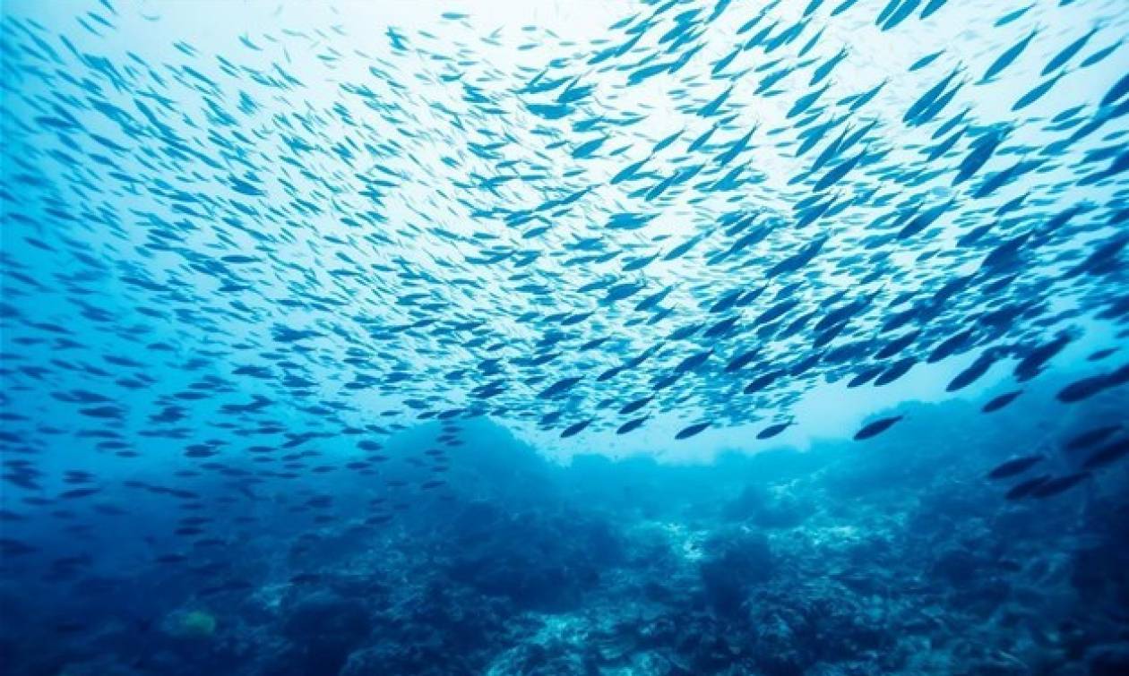 Συναγερμός! Τοξικά ψάρια στο Αιγαίο - Πού εμφανίζονται και ποια προκαλούν ακόμα και θάνατο (vid)