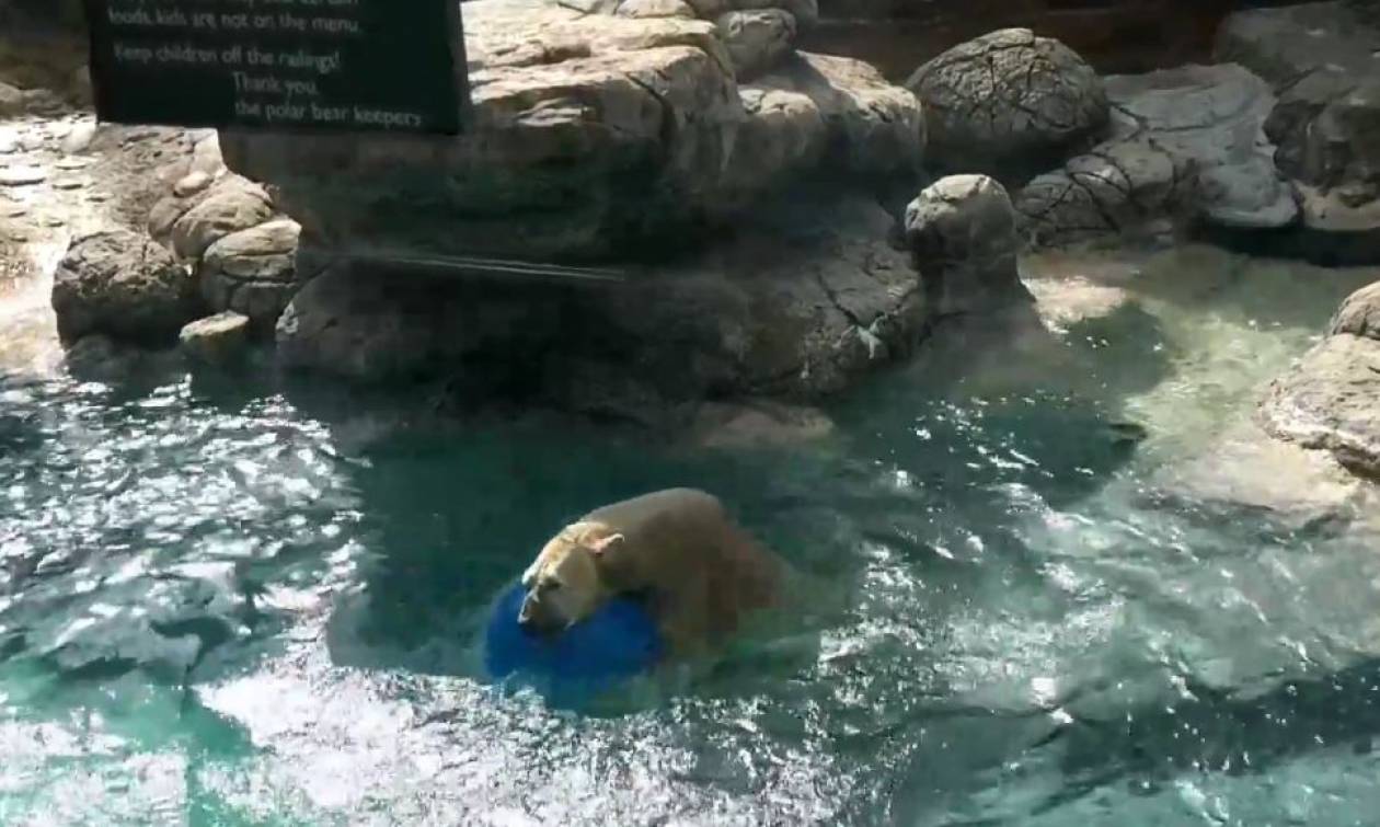 Viral: Πολική αρκούδα εναντίον μπάλας σημειώσατε… 2! (vid)