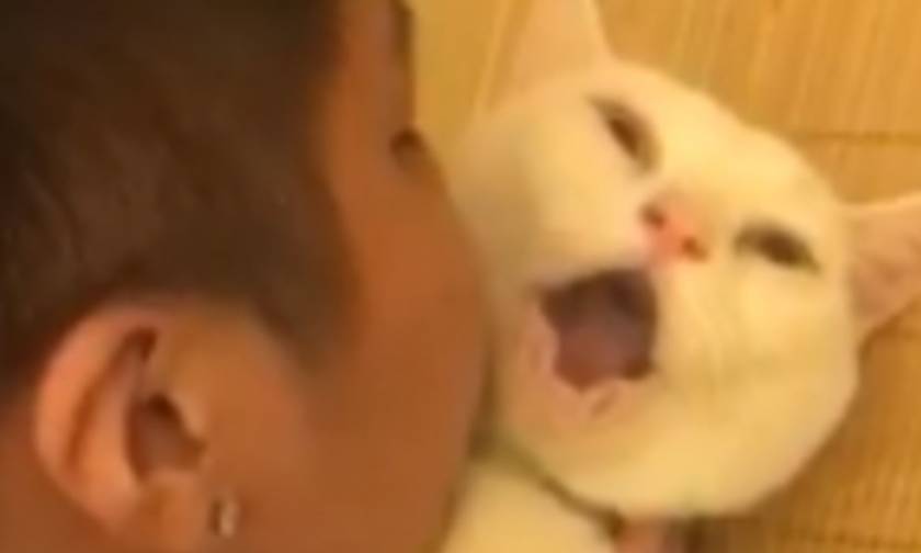 Δείτε την αστεία αντίδραση γάτας όταν την φιλάει αγοράκι (vid)