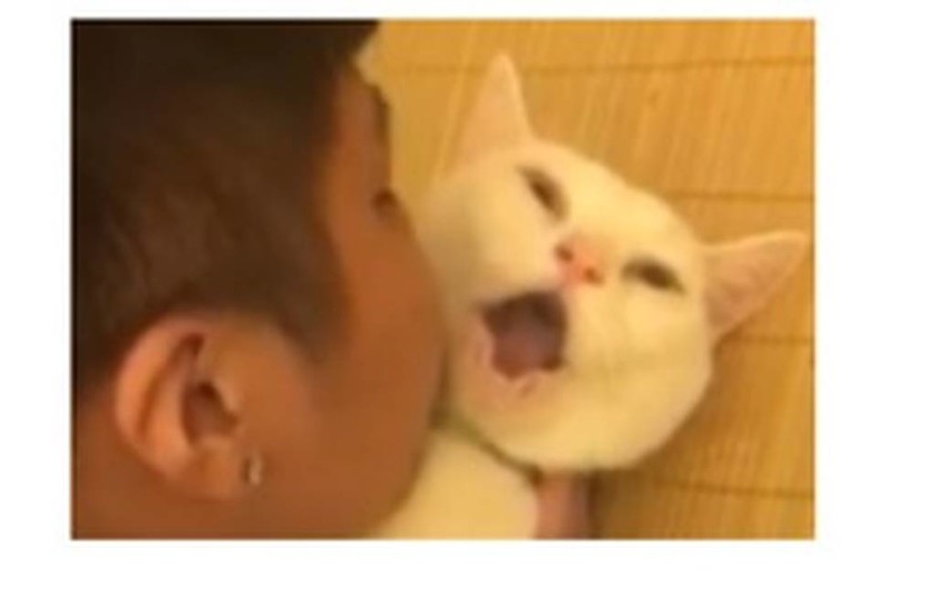 Δείτε την αστεία αντίδραση γάτας όταν την φιλάει μικρό αγόρι (vid) 