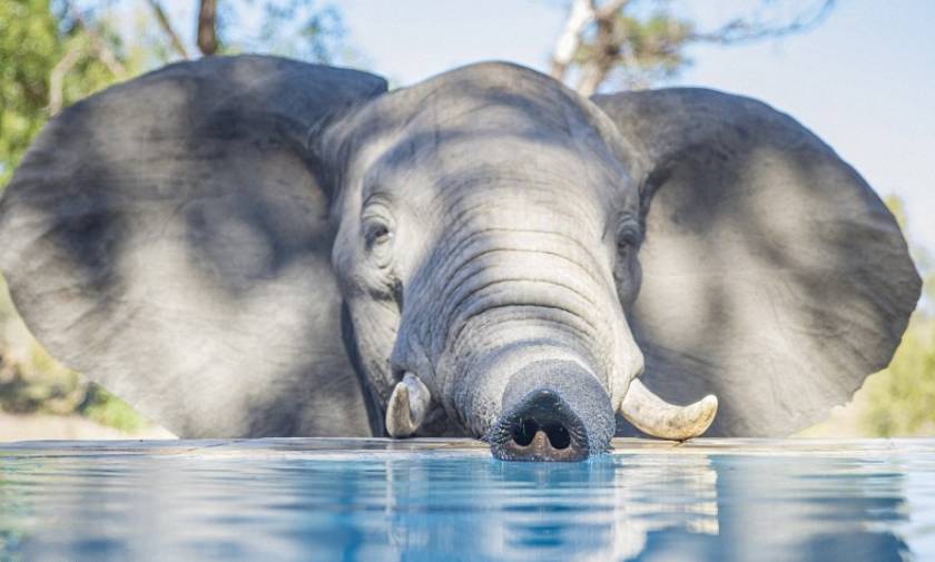 Ελέφαντες ξεδιψούν σε πισίνα πλάι στους έκπληκτους τουρίστες (vid)