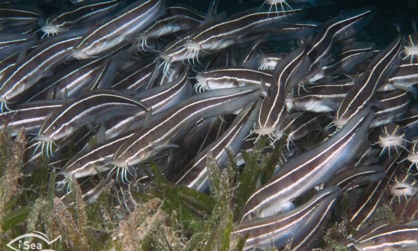 Κίνδυνος - θάνατος! Αυτά είναι τα δηλητηριώδη ψάρια των ελληνικών θαλασσών