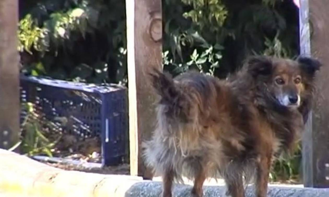 Λάρισα: Παρέμβαση εισαγγελέα για τη μαζική δηλητηρίαση αδέσποτων σκύλων (vid)