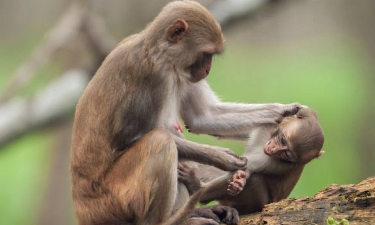Δείτε την απίστευτη αντίδραση μαϊμούς όταν κοπέλα θέλησε να βγάλει selfie με το μικρό της (vid)